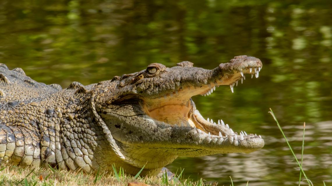 A statutory safeguarding inquiry has been launched into the care and supervision of a 30-year-old man who was arrested after a three-year-old boy was seriously injured in a crocodile enclosure